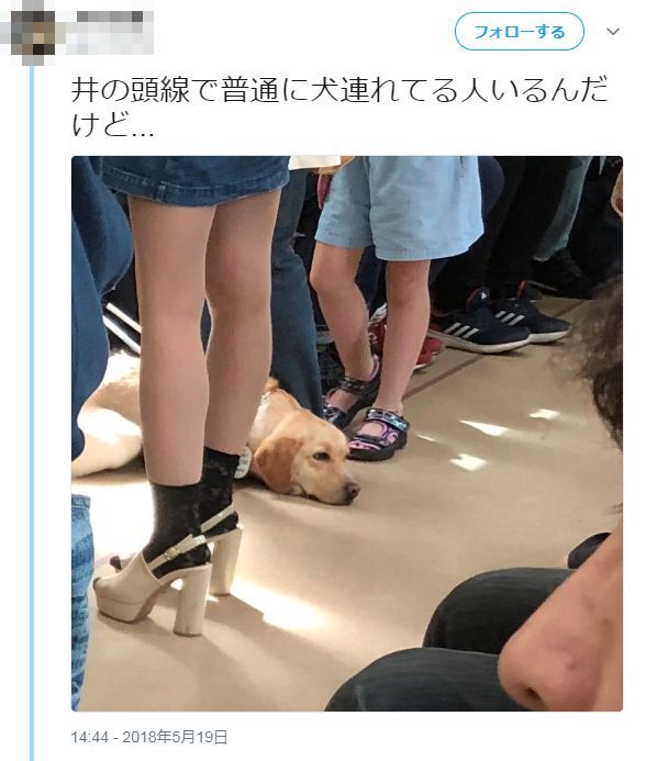 中学生 電車の盲導犬を撮り 犬いるんだけど とツイッターに投稿 盲導犬を知らずに盗撮してる と叩かれ炎上 中学生 かわいいから撮っただけ とブチギレ オレ的ゲーム速報 刃 中学生 電車の盲導犬を撮り 犬いるんだけど とツイッターに投稿 盲導犬を知らずに盗撮してる と叩かれ炎上 中学生 かわいいから撮っただけ とブチギレ オレ的ゲーム速報 刃