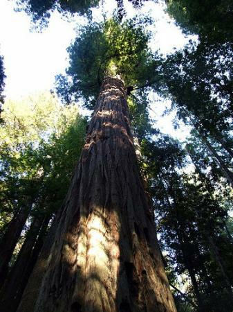 06-redwood