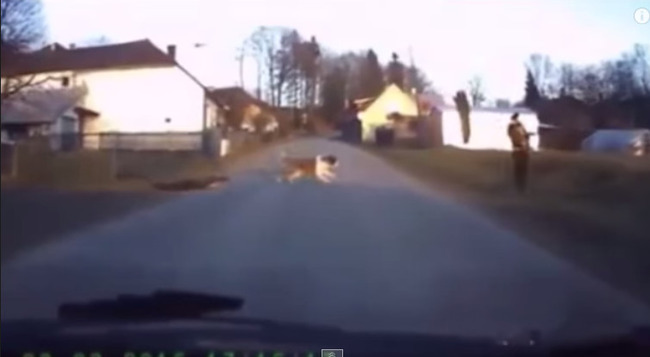 犬 動画に関連した画像-06