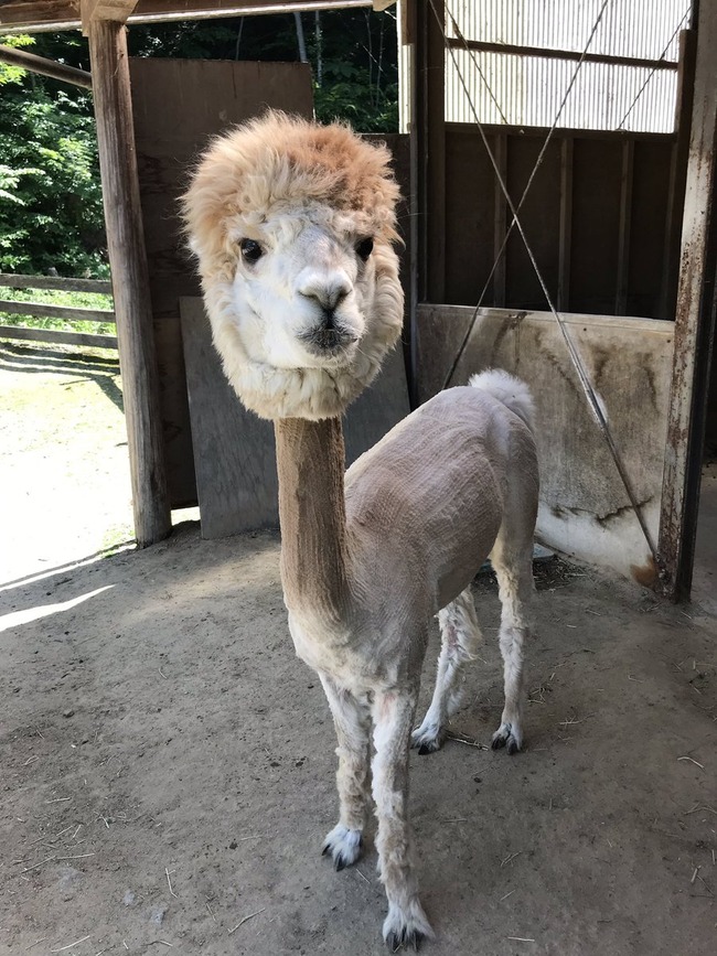 クソコラ感 アルパカさんのサマーカットが珍妙すぎてやべぇwwwwww オレ的ゲーム速報 刃 クソコラ感 アルパカさんのサマーカットが珍妙すぎてやべぇwwwwww オレ的ゲーム速報 刃