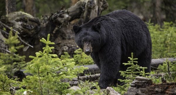 北海道で男性がヒグマに襲われ死亡 もしヒグマに出会ったらどうすればいいのか 猟友会 自らの生死をかけて戦うしかない オレ的ゲーム速報 刃