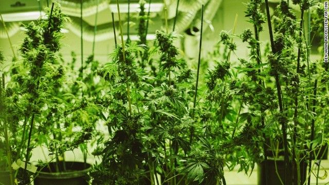 140101142910-02-colorado-marijuana-0101-horizontal-gallery