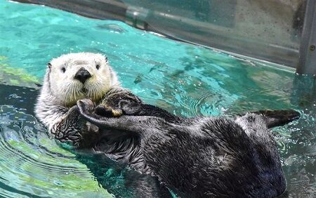 ラッコ　貝　肋骨　骨折　動物　進化　生態　食事に関連した画像-01