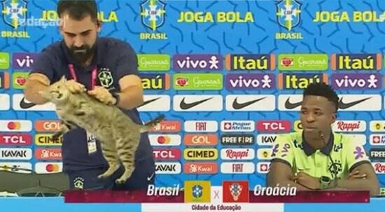 猫 ブラジル代表 広報担当 記者会見 インタビュー 乱入 猫 投げ捨て 放り投げ 野良 炎上 サッカー W杯 記者 ワールドカップに関連した画像-01