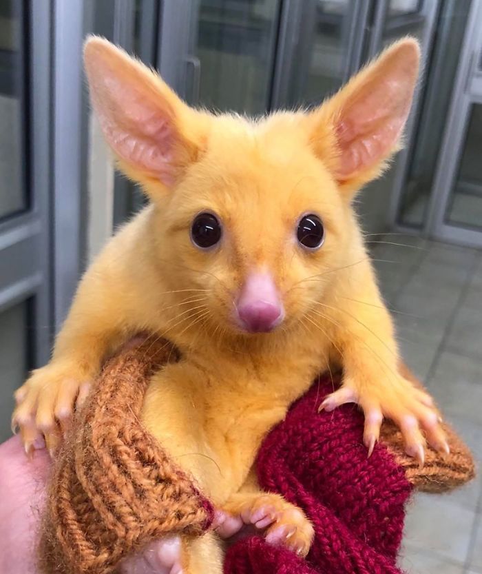 ピカチュウ に似てる動物が発見されたと話題に マジで激似なんだがｗｗｗｗｗ Toutanのblog速報ネタ