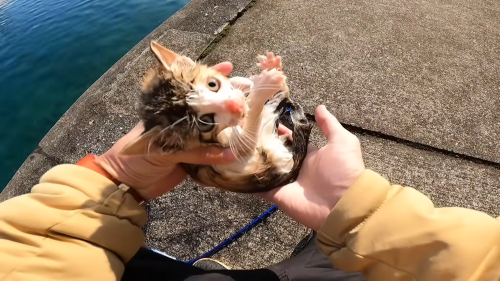 猫　YouTuber　偶然　海　救助に関連した画像-01