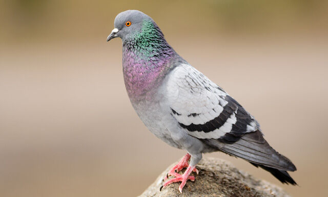 ベランダ　鳩　卵　鳥獣保護法　観察　飼育　ペットに関連した画像-01