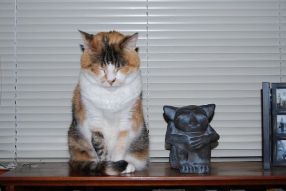 d-neko36532_32