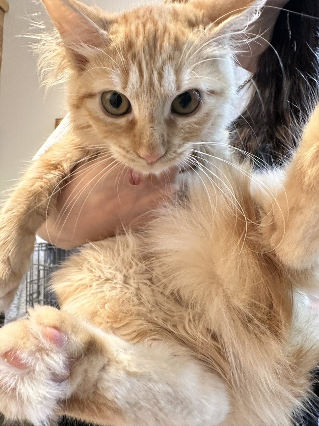 中川翔子 しょこたん 保護猫 引き取り 聖人に関連した画像-04