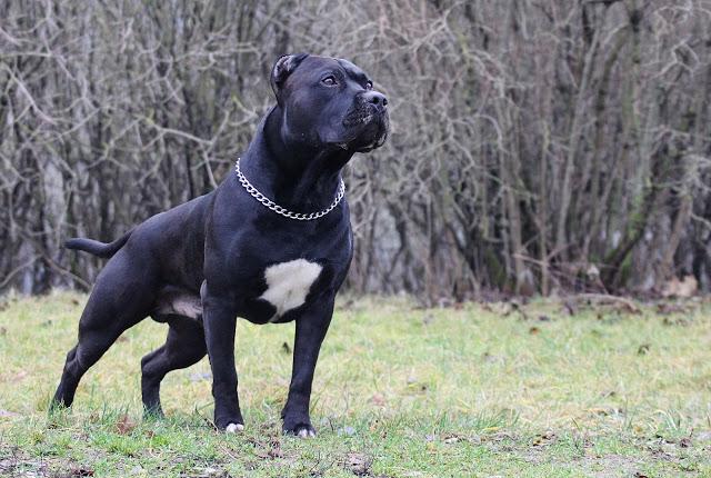 飼い犬 食事 幼児 死亡 ピット・ブル・テリアに関連した画像-03
