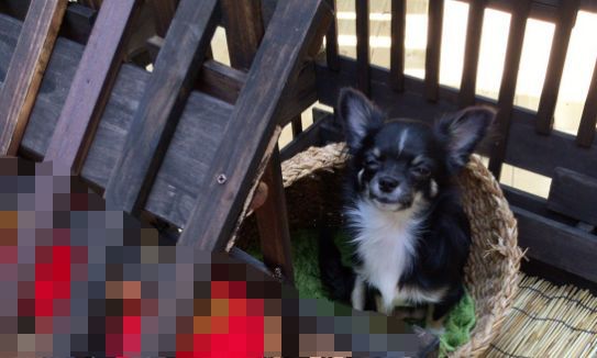 犬小屋 100均 カーチャン 母親に関連した画像-01