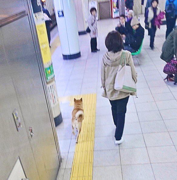 柴犬 逮捕 無賃乗車 キセル パトカーに関連した画像-03