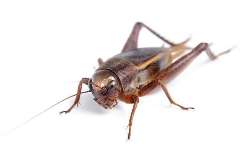 ホモサピ　生き物系YouTuber コオロギ　昆虫食　ブチギレに関連した画像-01