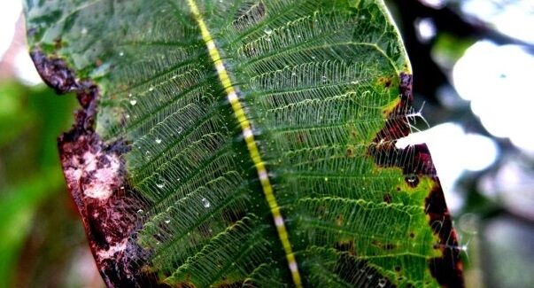 幼虫 マンゴーイナズマ 擬態 異次元に関連した画像-01