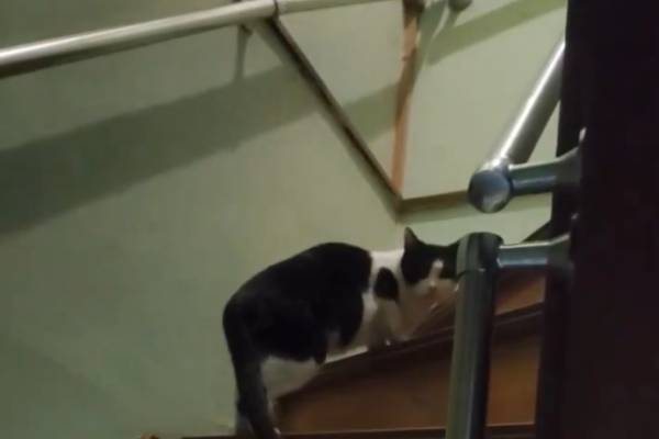 不法侵入 猫 猫アレルギー アレルギー 恐怖に関連した画像-03