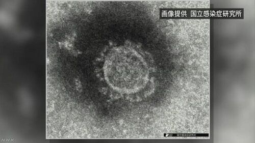 PCR検査死んだウイルス検知に関連した画像-01