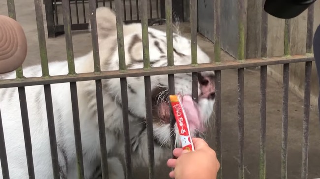 ちゅ〜る ライオン トラに関連した画像-04