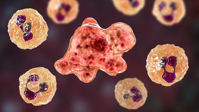 アメリカ アメーバ 致死率97％ 脳食い フォーラーネグレリア アメーバ 繁殖 新型コロナ サル痘に関連した画像-01