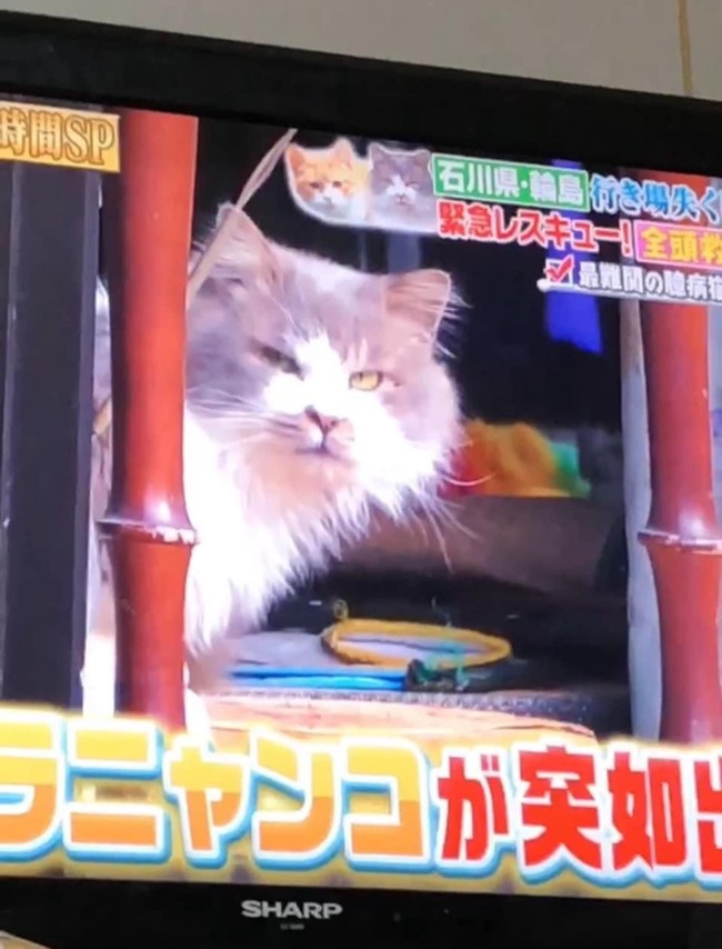坂上どうぶつ王国 能登 被災地 猫 保護 JARF フジテレビに関連した画像-02