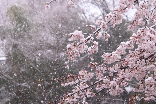 春 冬 雪 桜 開花 東京 ホワイトデーに関連した画像-01