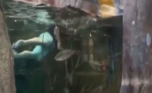 バカッター ペットショップ 水槽 泳ぐ 逮捕に関連した画像-01