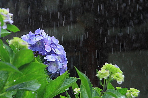 梅雨前線 雨 梅雨 夏 天気に関する画像-01