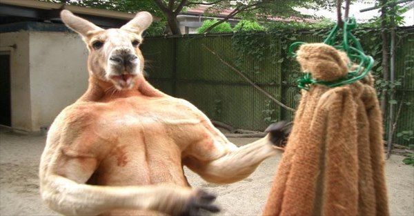 カンガルー マッチョ ロジャーくんに関連した画像-01