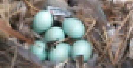 鳥の巣に関連した画像-01