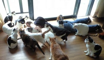 猫屋敷