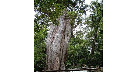 屋久島　弥生杉　台風に関連した画像-01