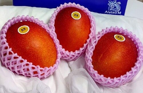 農園　マンゴー　同情　詐欺　宮古島に関連した画像-01