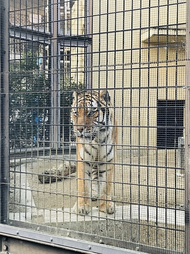 動物園 トラ 鳴く 猫翻訳 にゃんトーク 切ない ストレスに関連した画像-02