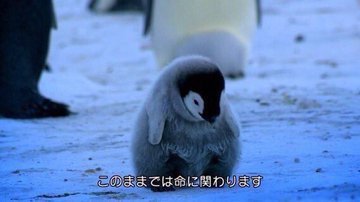 コウテイペンギン 絶滅危惧種 地球温暖化 CO2に関連した画像-03