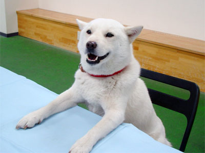 お父さん犬