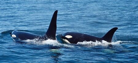 サメ　シャチ　哺乳類　魚類　南アフリカ　生態系に関連した画像-01