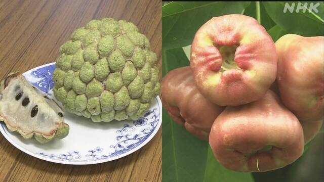 中国 台湾 果物 輸入停止 嫌がらせに関連した画像-03