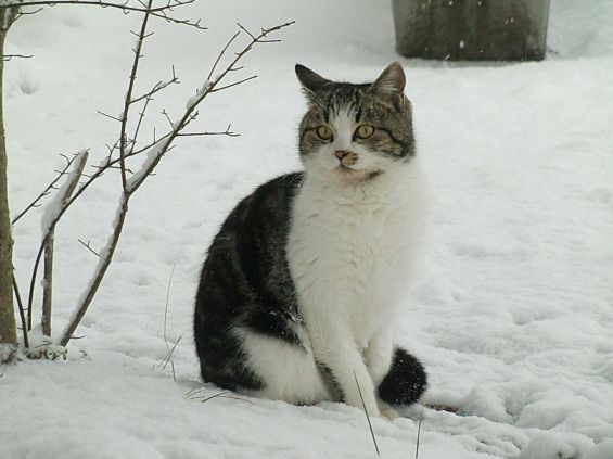 d-neko37735_516
