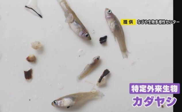 Ӥο  ˿ ֥롼 Ӥ˴Ϣ-03