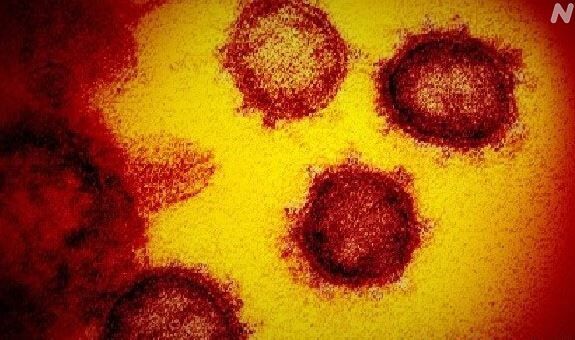 新型コロナウイルス 東京都 しずちゃん 相撲 力士 感染情報に関連した画像-01