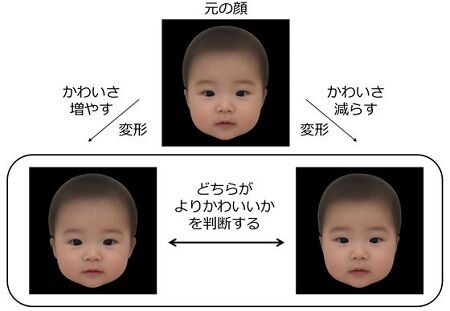 赤ちゃん　乳幼児　かわいさ　大阪大学　ベビースキーマに関連した画像-01