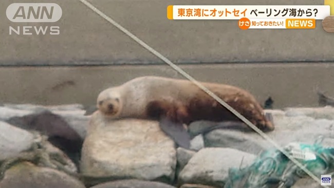 東京湾 オットセイ トド ベーリング海 越冬に関連した画像-01