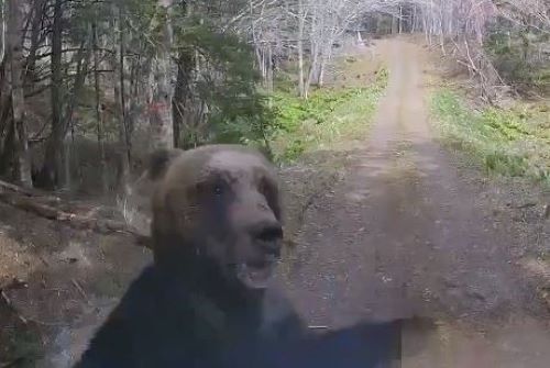 北海道 猟友会 ハンター 報酬 警察 猟銃 ヒグマ 駆除 被害に関連した画像-01