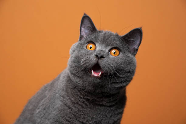 猫 正式名称 学名 世界共通 フェリス・シルヴェストリス・カトゥスに関連した画像-01