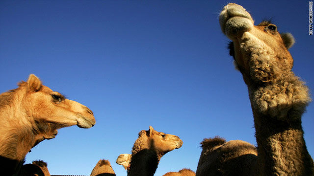 t1larg.camels.gi