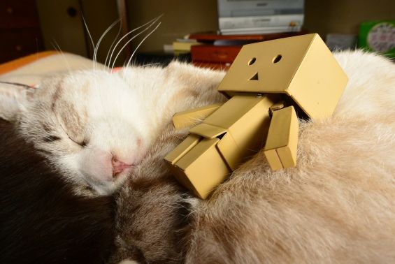 d-neko39365_11