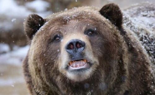 クマ　秋田県　青森県　絶滅　過激派　擁護に関連した画像-01