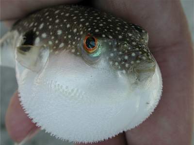 イオン 猛毒を持つ クサフグ を別の魚のパックに混入 フグが入ってたら絶対食べちゃダメだぜ オレ的ゲーム速報 刃 イオン 猛毒を持つ クサフグ を別の魚のパックに混入 フグが入ってたら絶対食べちゃダメだぜ オレ的ゲーム速報 刃