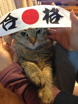 d-neko36801_643