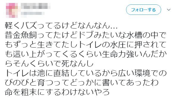 胸糞 女子が生きた金魚をトイレに流した動画が炎上 その理由がヤバイ オレ的ゲーム速報 刃 胸糞 女子が生きた金魚をトイレに流した動画が炎上 その理由がヤバイ オレ的ゲーム速報 刃