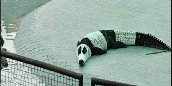 どうしてこうなった どっかの国の動物園がワニを パンダ柄 に塗装して批判殺到wwwwwwww オレ的ゲーム速報 刃 どうしてこうなった どっかの国の動物園がワニを パンダ柄 に塗装して批判殺到wwwwwwww オレ的ゲーム速報 刃